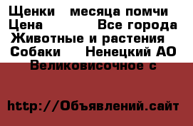 Щенки 4 месяца-помчи › Цена ­ 5 000 - Все города Животные и растения » Собаки   . Ненецкий АО,Великовисочное с.